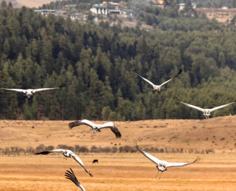 White cranes flying over open valley landscape surrounded by forest hills, peaceful nature travel destination and wildlife photography scene.