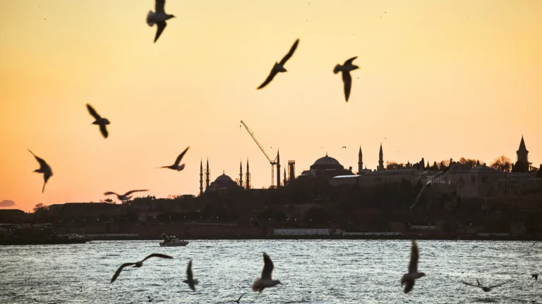 Seagulls flying over Istanbul historic peninsula at sunset