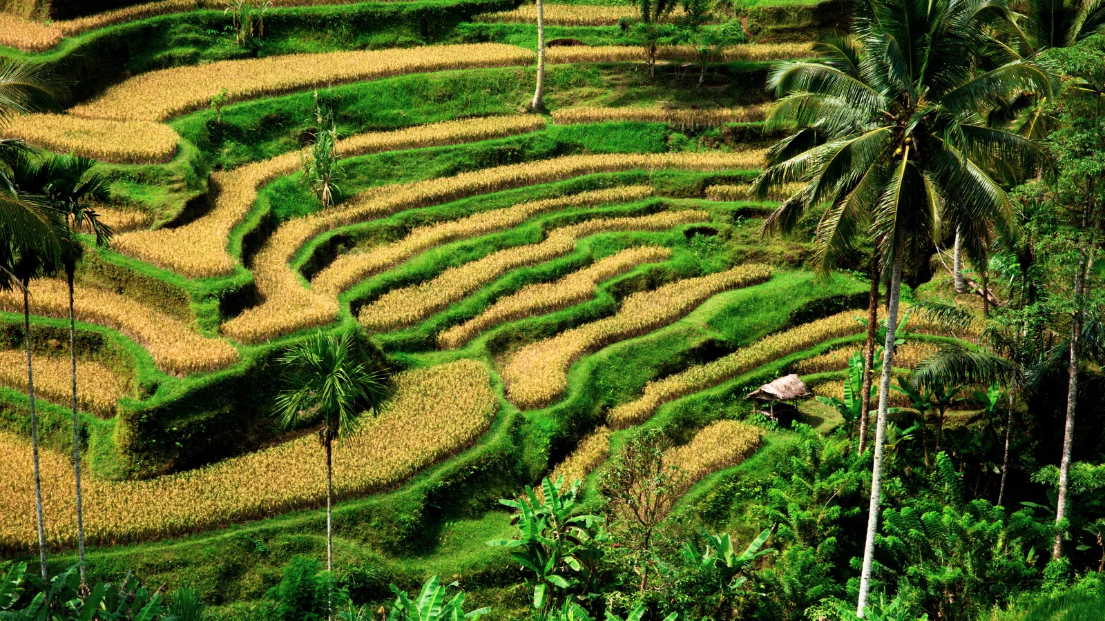 Rice terraces in rural Bali with Mount Agung volcano in the background at sunrise, scenic Indonesian countryside landscape